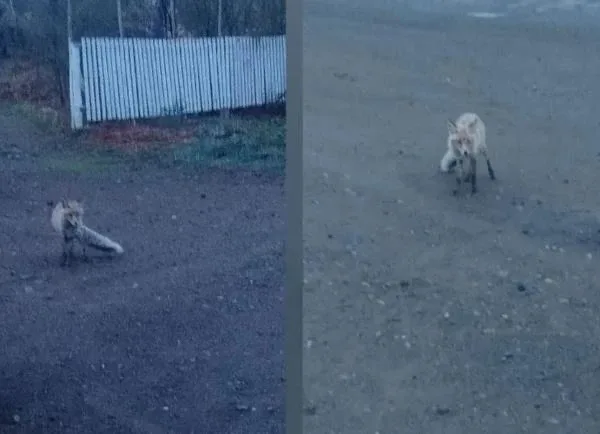 К сельчанам в Бурятии подбираются очень странные лисички😱  Подозрительных лисиц заметили недавно в д