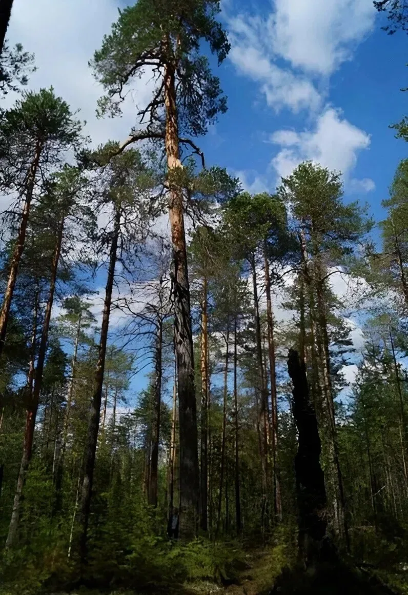 🌲 600-летняя сосна из Коми борется за статус главного дерева России  В Прилузском районе в 100 метра