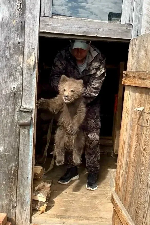 🐻 В Усть-Куломском районе спасли медвежонка-сироту  Местные жители нашли медвежонка: он бродил по ра