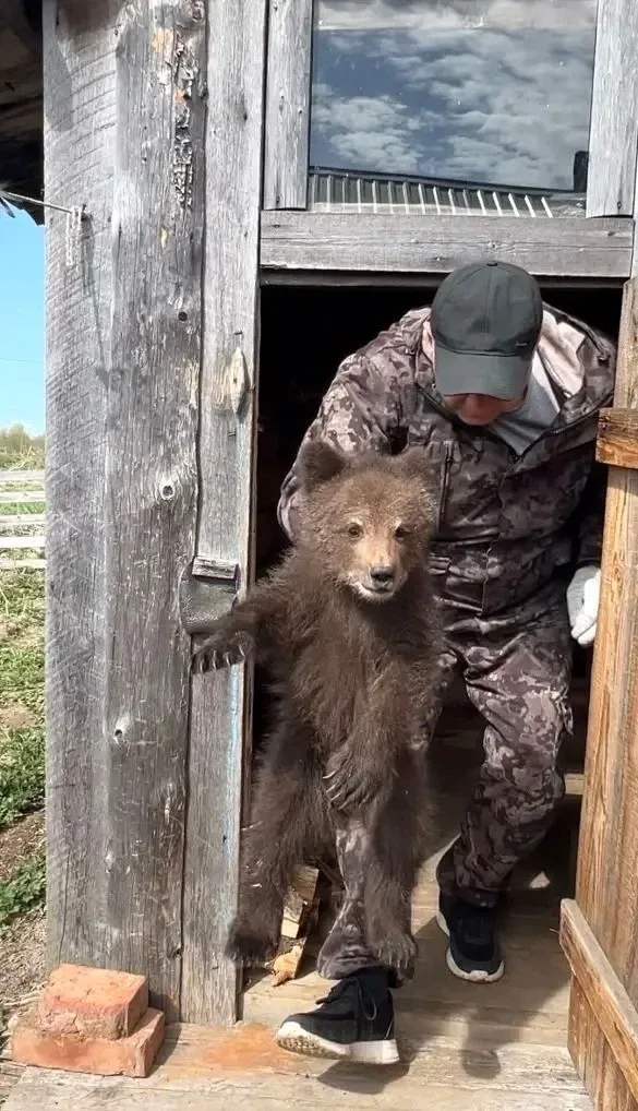 🐻 В Усть-Куломском районе спасли медвежонка-сироту  Местные жители нашли медвежонка: он бродил по ра