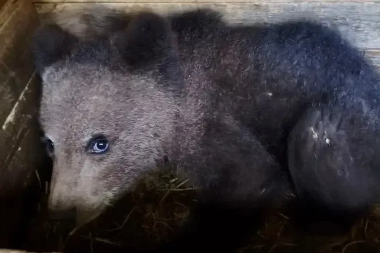 🐻 В Усть-Куломском районе спасли медвежонка-сироту  Местные жители нашли медвежонка: он бродил по ра
