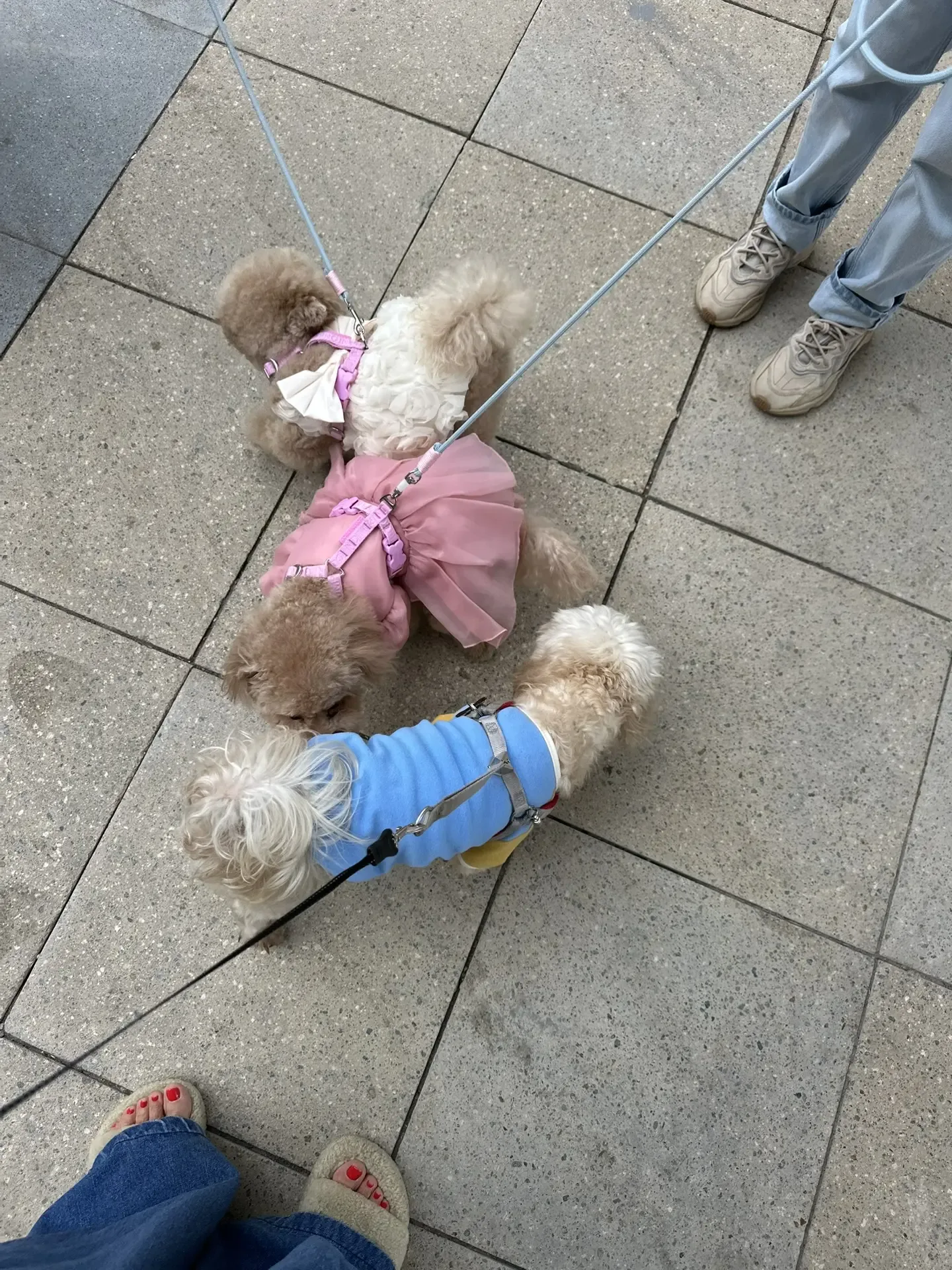 Когда Пряник - самый лучший друг 🥰 Он молчит, он может сделать тысячи шагов, кушать не просит, не хн
