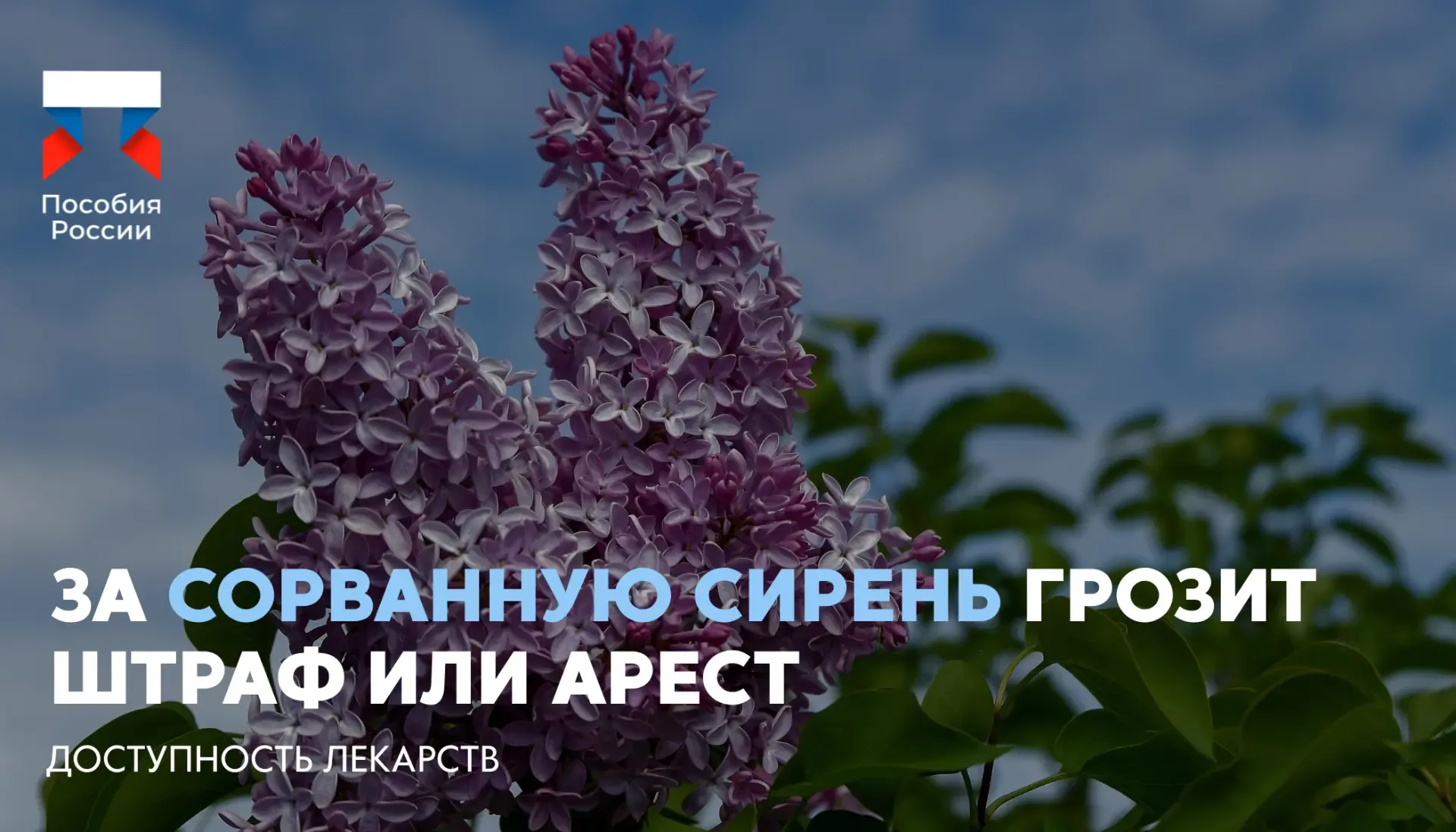 ⚡️ За сорванную сирень грозит штраф или арест  🔵 Срывать сирень в общественных местах нельзя — такие