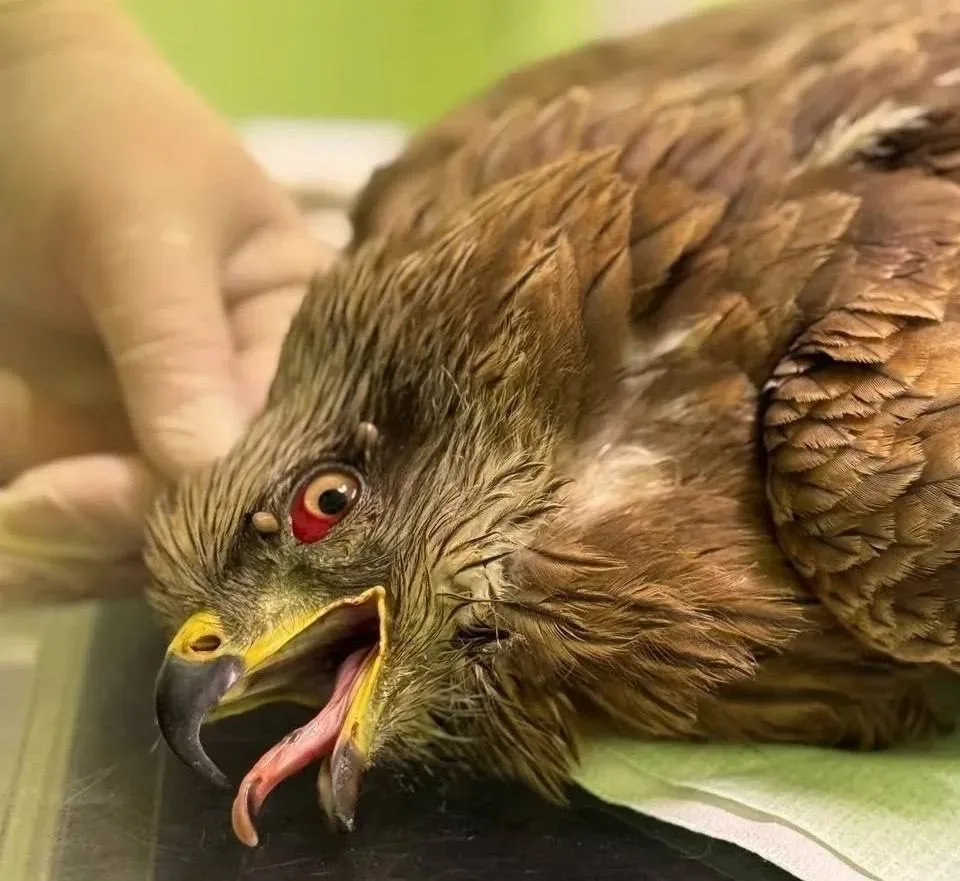 🦅 В Ивановской области дачники спасли раненого коршуна  В лесу рядом с СНТ люди заметили коршуна, ко