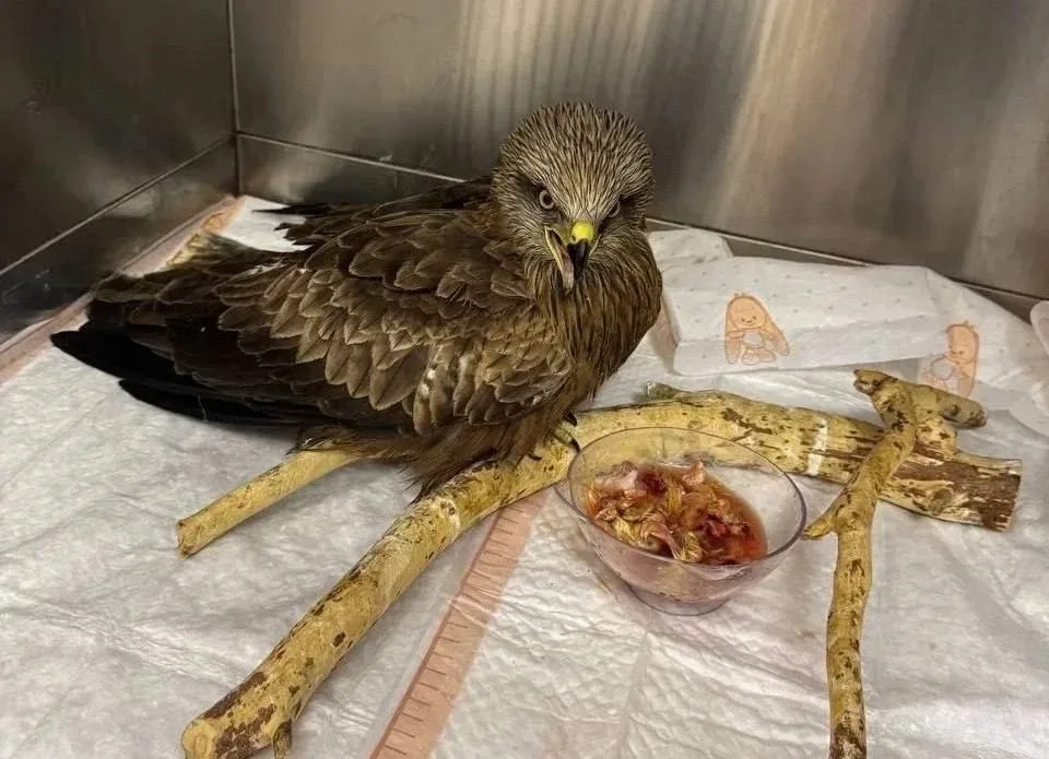 🦅 В Ивановской области дачники спасли раненого коршуна  В лесу рядом с СНТ люди заметили коршуна, ко