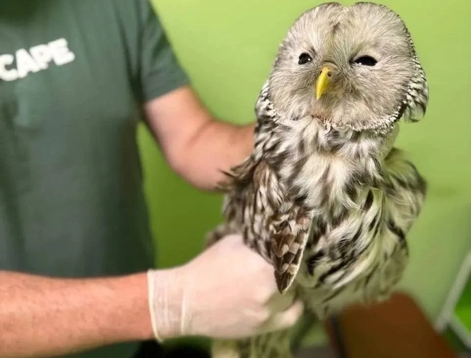 🦅 В Ивановской области дачники спасли раненого коршуна  В лесу рядом с СНТ люди заметили коршуна, ко