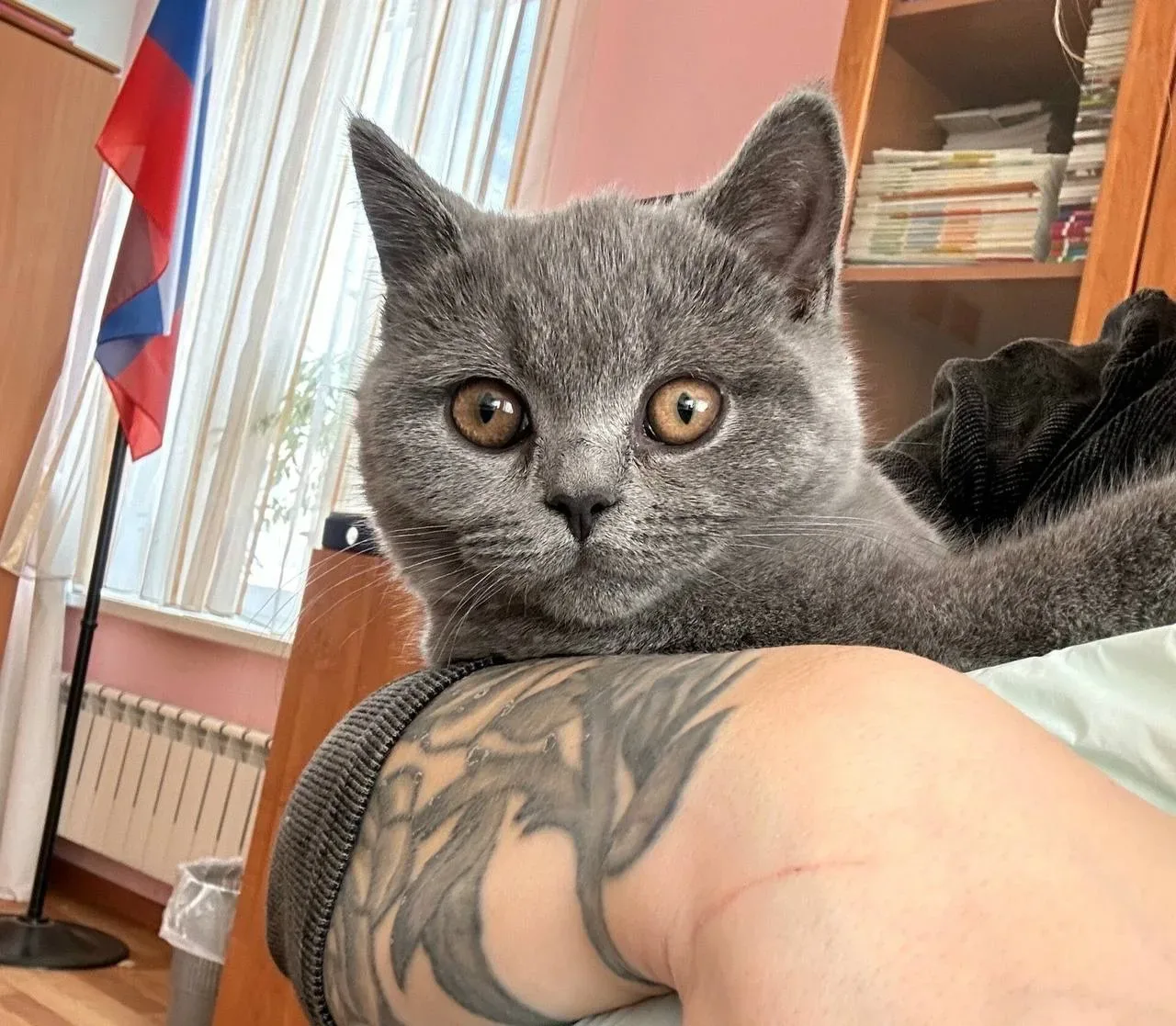 Бублик дома: котёнок с непростой судьбой нашёл свою семью  У одной маленькой истории наконец-то хоро