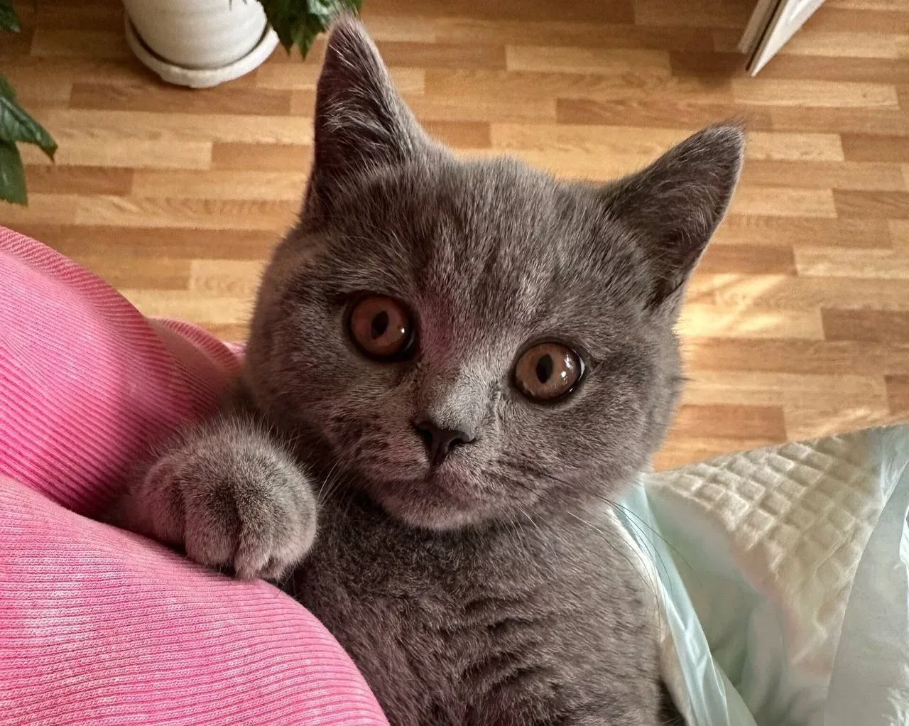Бублик дома: котёнок с непростой судьбой нашёл свою семью  У одной маленькой истории наконец-то хоро