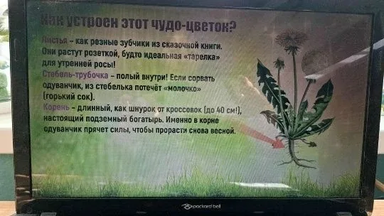 Маленькое чудо природы в Гимназии №95! 13 мая, весь мир отмечает необычный праздник — Всемирный день