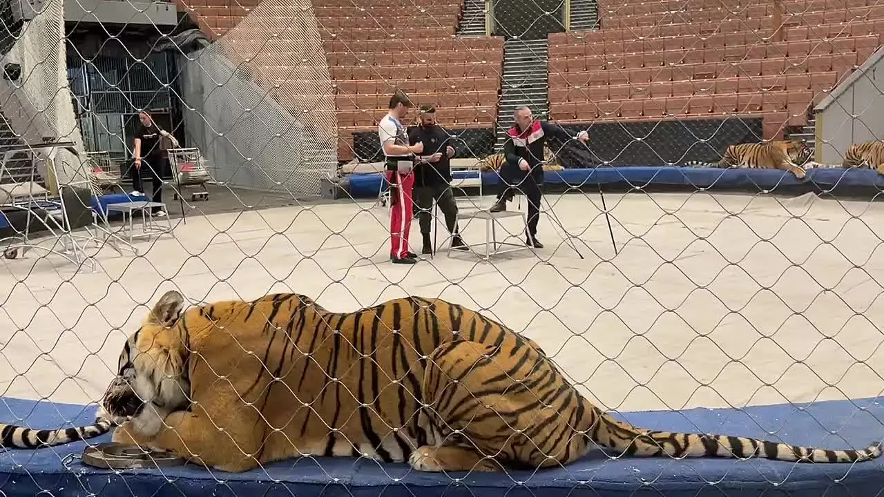 Видео