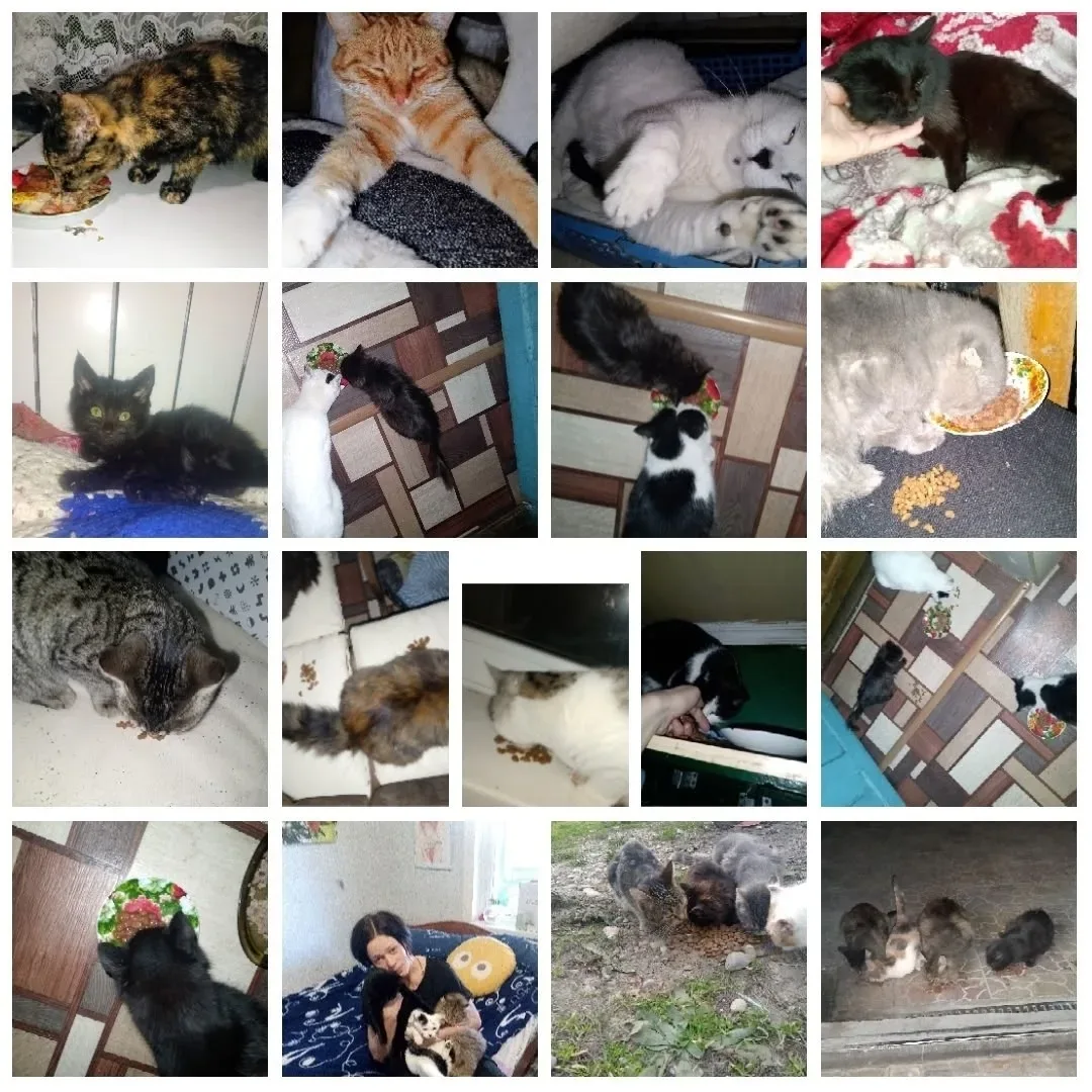 Нам пишут:  - Здравствуйте. Я - волонтёр. У меня дома более 30 подобранных животных. Стараюсь всех п