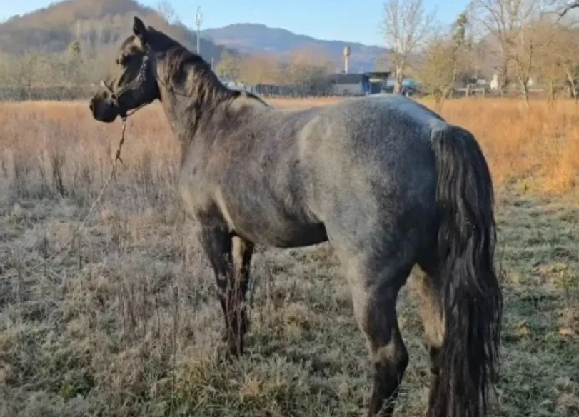 ‼️Помогите найти лошадь 🐎  14 мая около 9 часов утра пропала жеребая кобыла 2019 г. р. темно-серого 