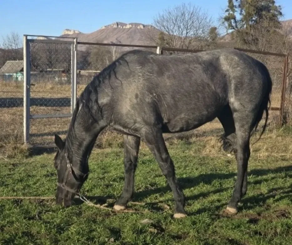 ‼️Помогите найти лошадь 🐎  14 мая около 9 часов утра пропала жеребая кобыла 2019 г. р. темно-серого 