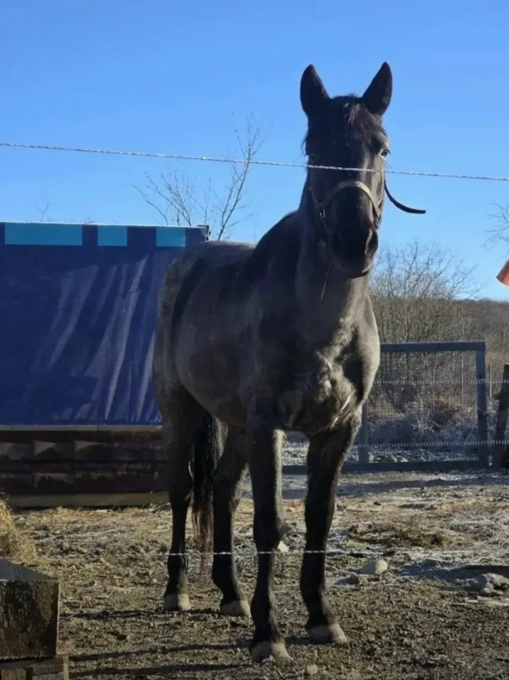 ‼️Помогите найти лошадь 🐎  14 мая около 9 часов утра пропала жеребая кобыла 2019 г. р. темно-серого 