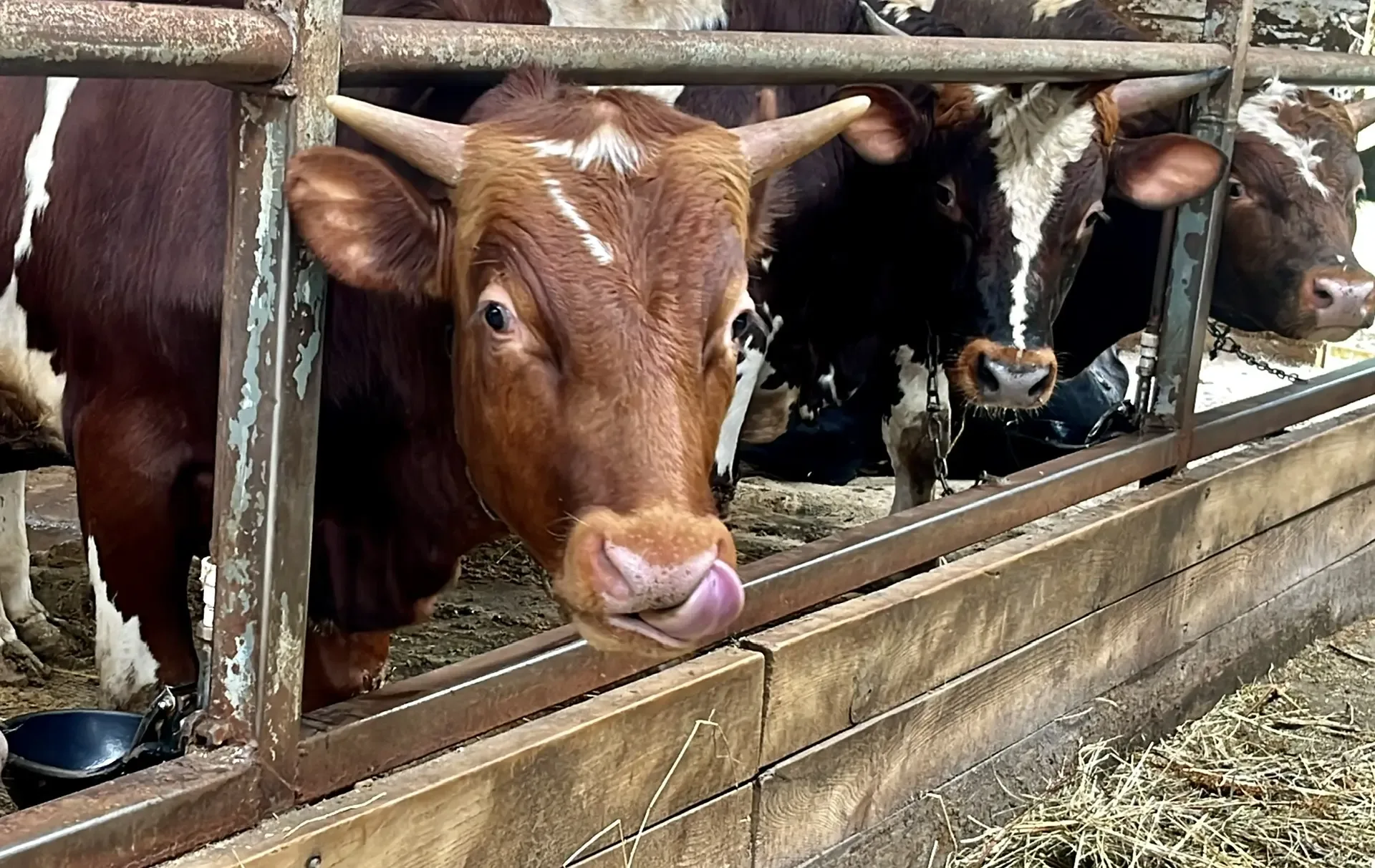 Подмосковье — крупнейший регион страны по переработке сельхозпродукции. «Единая Россия» и Правительс