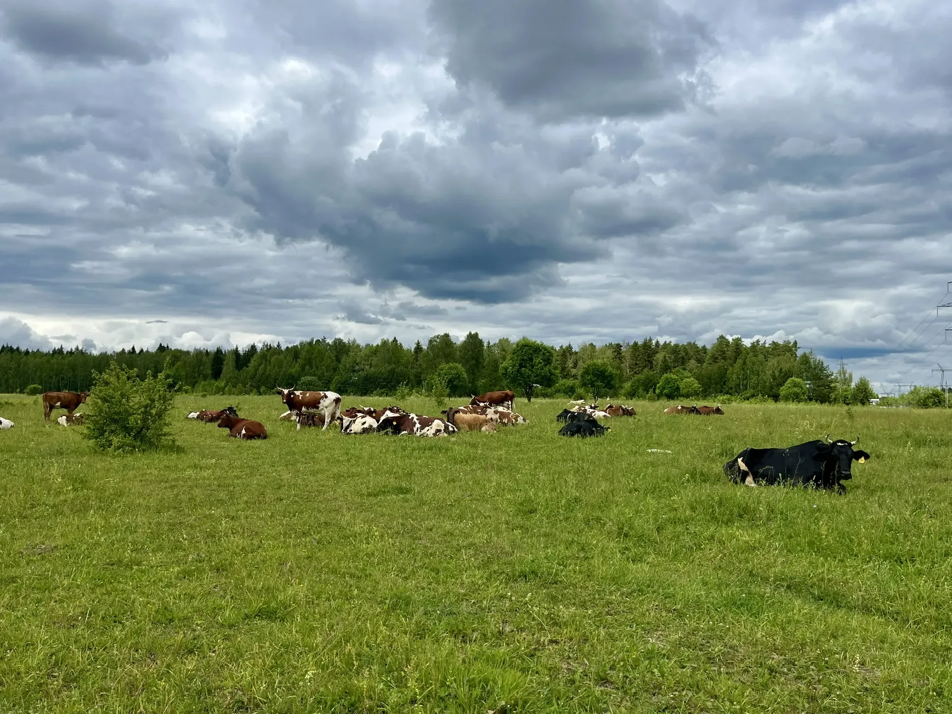 Подмосковье — крупнейший регион страны по переработке сельхозпродукции. «Единая Россия» и Правительс