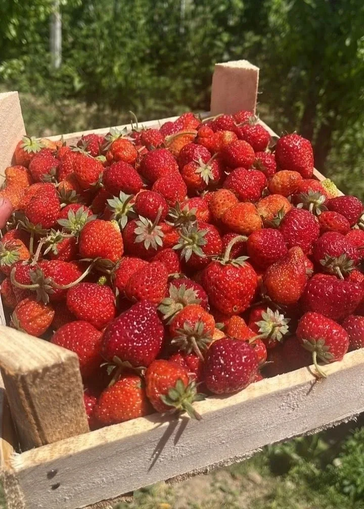 Новый, свежий привоз Ягод из Кыргызстана уже в ЭТУ СУББОТУ (23.05)! 🍓  Мы привезли клубнику "Чёрный 