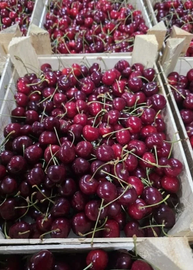 Новый, свежий привоз Ягод из Кыргызстана уже в ЭТУ СУББОТУ (23.05)! 🍓  Мы привезли клубнику "Чёрный 