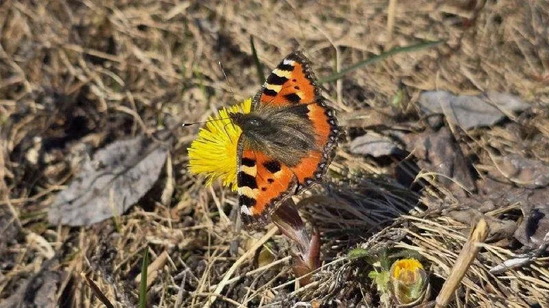 🦋 В Мурманске заметили первых бабочек  Из-за тёплой погоды в Мурманске уже проснулись бабочки — перв