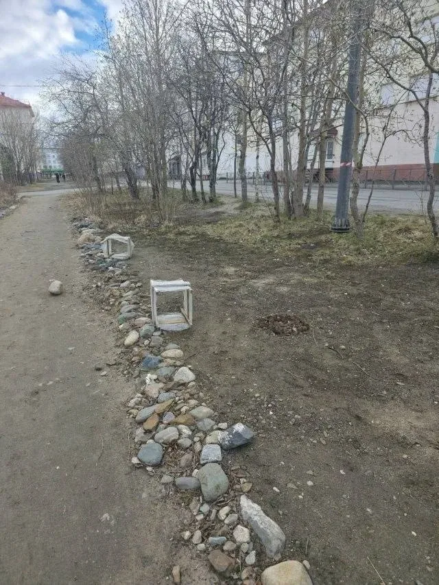 🌲 В Никеле неизвестные выкопали молодые кедры из парка  Деревья росли в парке у магазина «Сказка» и 