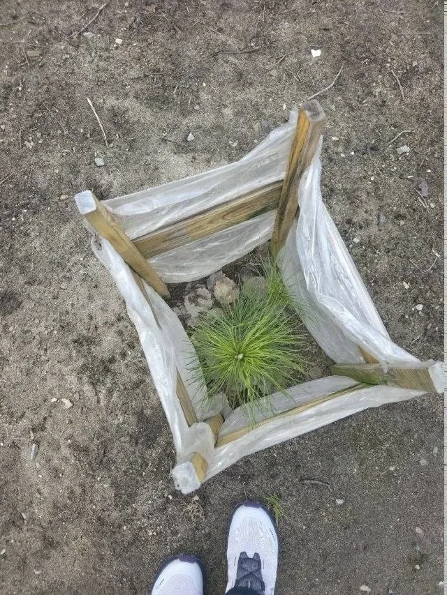 🌲 В Никеле неизвестные выкопали молодые кедры из парка  Деревья росли в парке у магазина «Сказка» и 