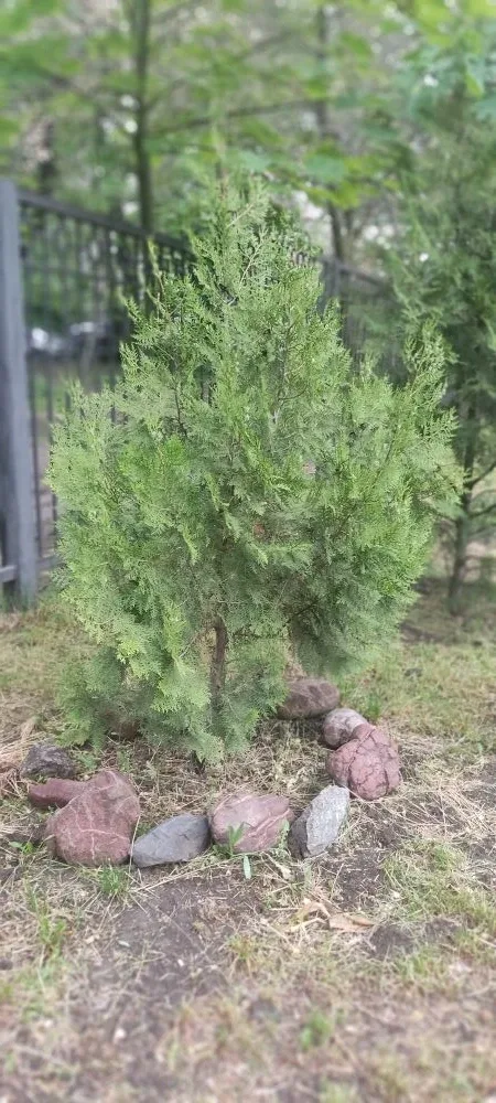 Весна в школьном дворе 🌺