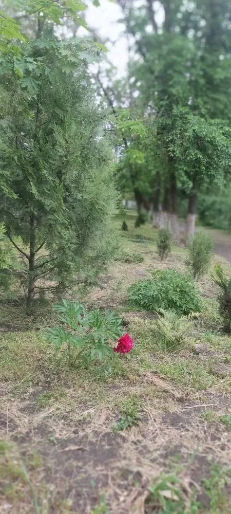 Весна в школьном дворе 🌺