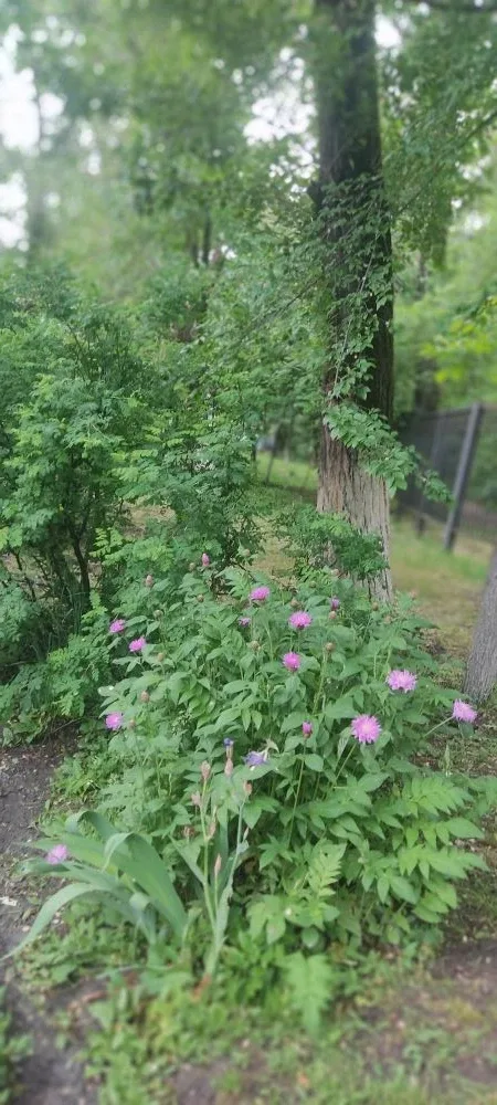 Весна в школьном дворе 🌺