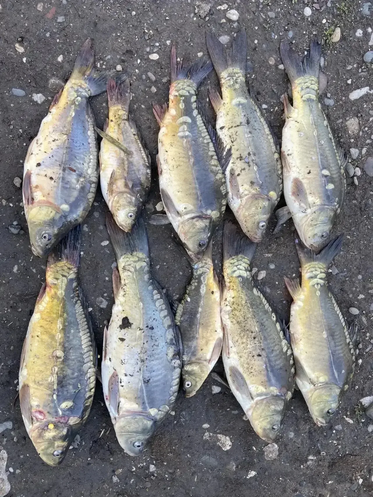 Отрадненский район. Спасибо Кирилу за отчет 👍🔥🎣  НАШ ЧАТ 💬  Прислать фотоотчет 📩