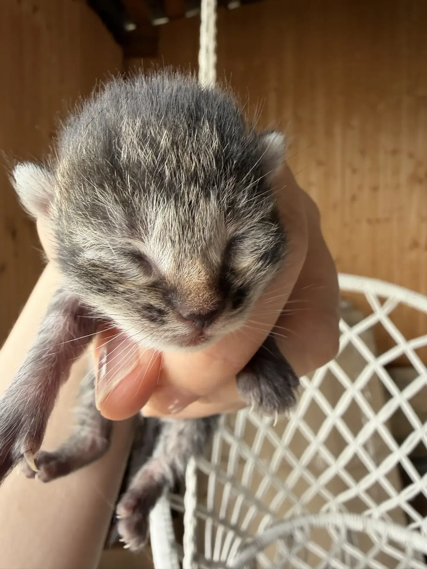 Мы из нашли!!!  Трое🐈🐈‍⬛🐈