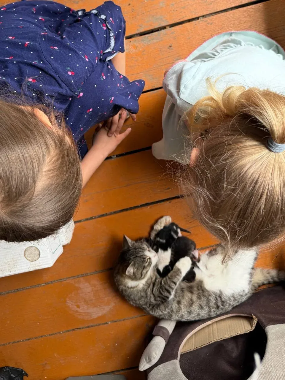 Мы из нашли!!!  Трое🐈🐈‍⬛🐈
