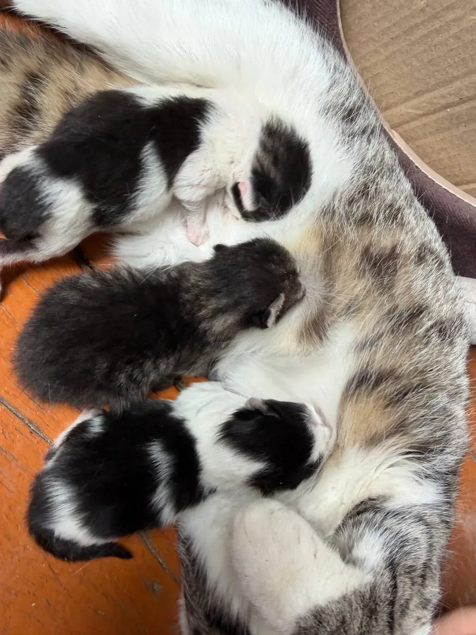 Мы из нашли!!!  Трое🐈🐈‍⬛🐈
