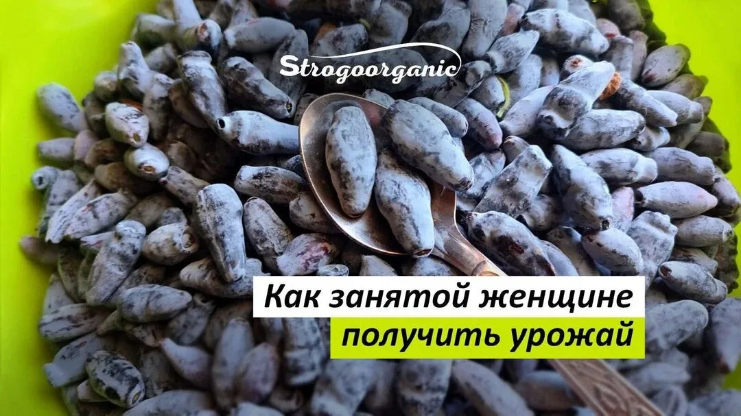 7 шагов к урожайному саду по методике НИСО  5 шагов к урожайному саду без лишних хлопот на онлайн-ин