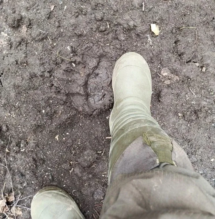 🐻 В лесах Лысковского округа обнаружили след гигантского медведя  В региональном Минлесхозе предупре