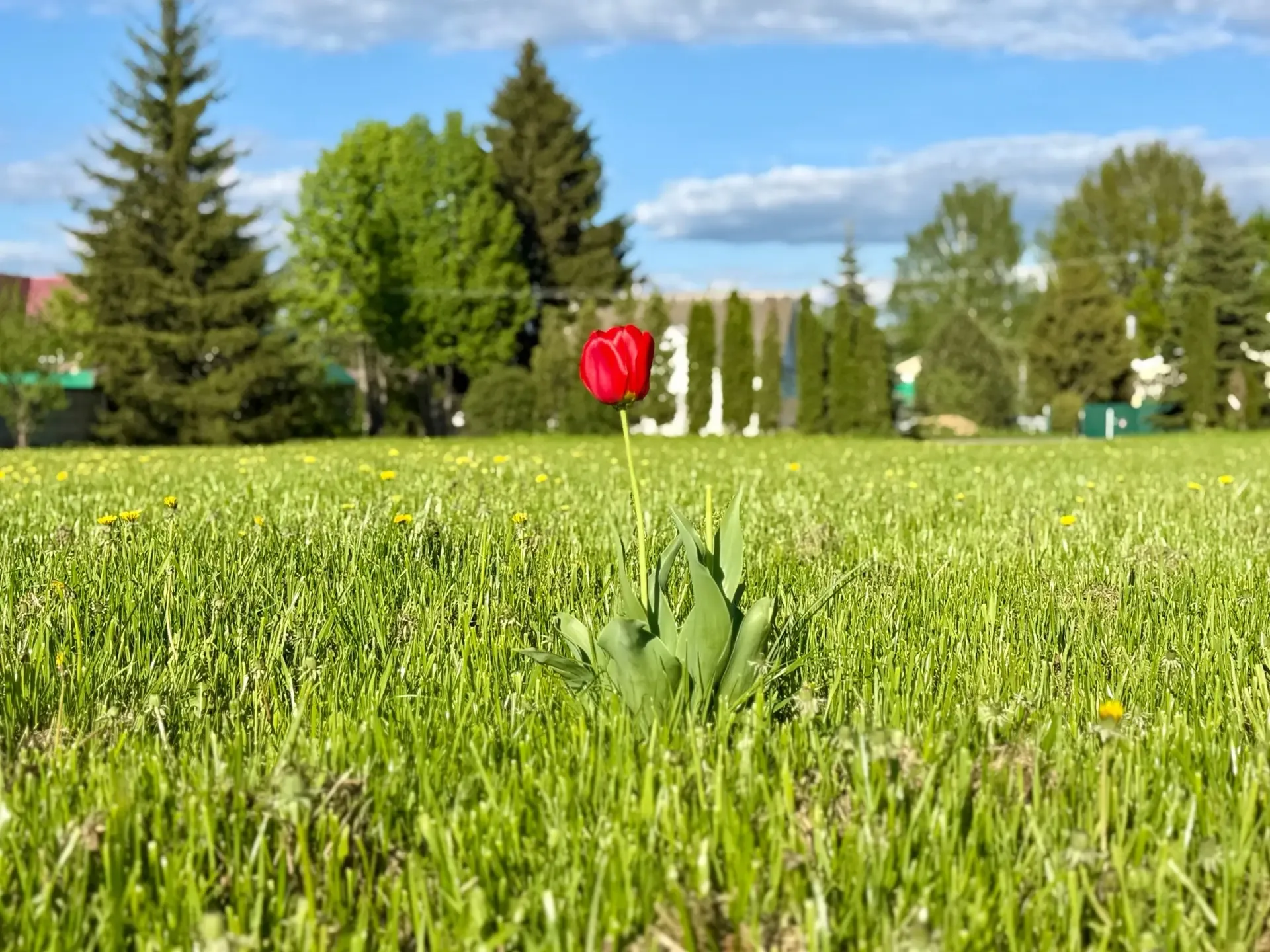 Доброе солнечное утро, друзья!   Сегодня 17 мая, воскресенье.   🌡️ Ожидается местами облачная погода