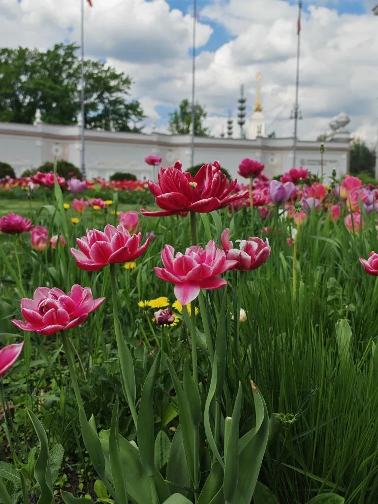 Красота на ВДНХ🌷