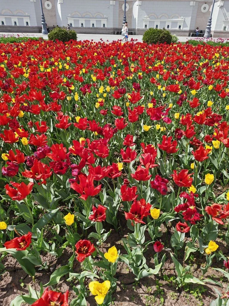 Красота на ВДНХ🌷