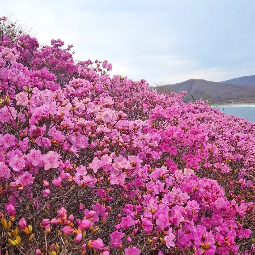 🌸🏞️ Все успели полюбоваться розовым безумием этой весной?  📍б. Шепалово  Фото: lesena.2406 📸