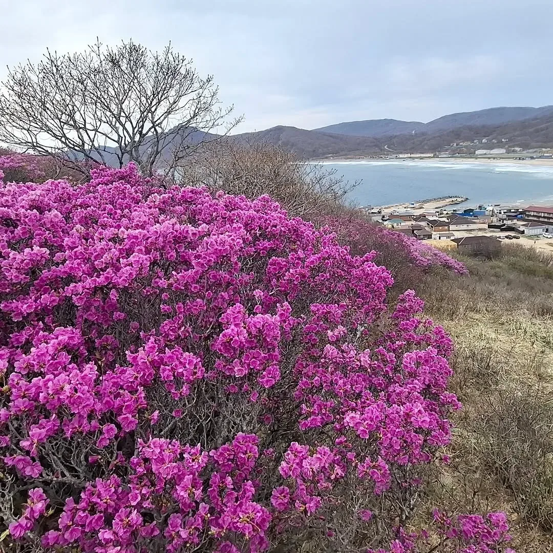 🌸🏞️ Все успели полюбоваться розовым безумием этой весной?  📍б. Шепалово  Фото: lesena.2406 📸