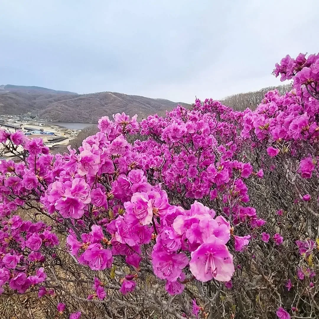 🌸🏞️ Все успели полюбоваться розовым безумием этой весной?  📍б. Шепалово  Фото: lesena.2406 📸