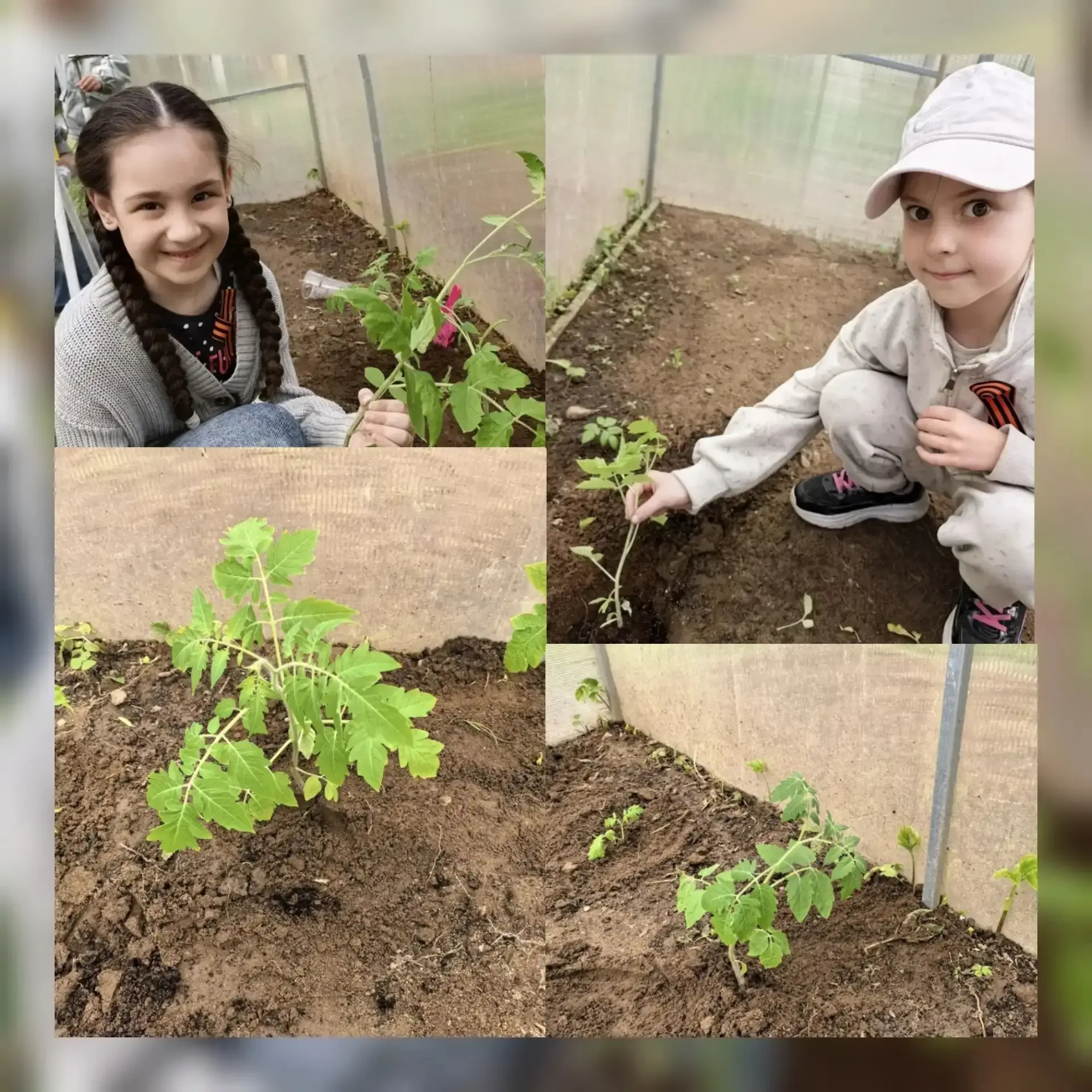 🌱 Наши юные огородники снова в деле! 🍅  С радостью сообщаем, что в дошкольном отделении  №77 продолж