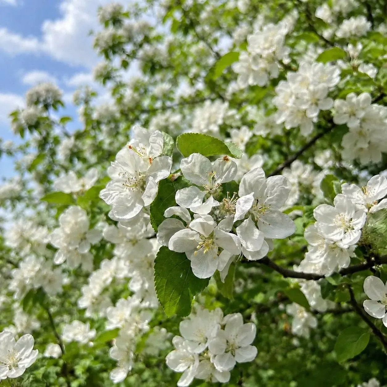 В Е С Н А 🌷  Продолжаем наслаждаться весенним теплом. Отличное время, чтобы гулять в парках, встреча