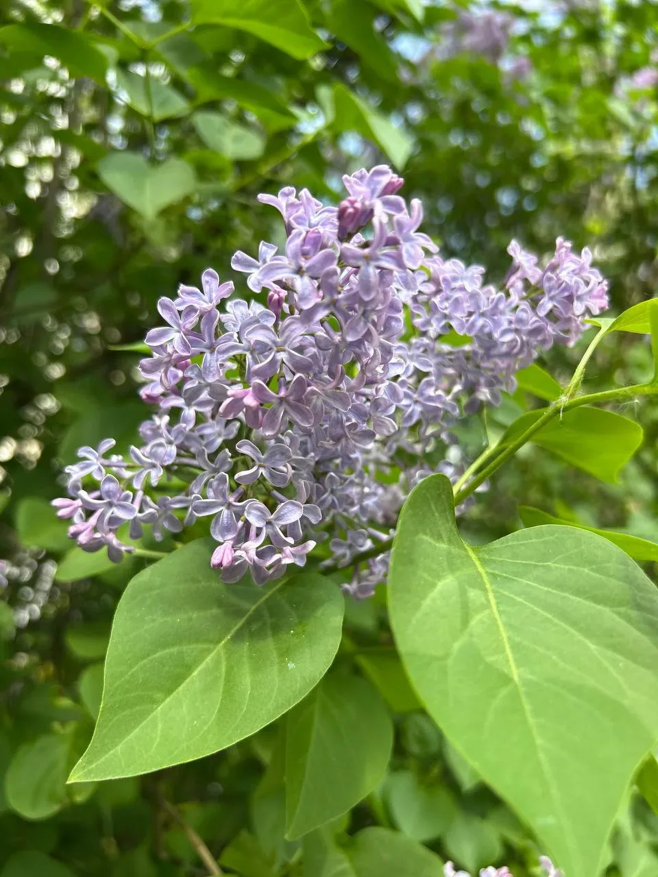 В Е С Н А 🌷  Продолжаем наслаждаться весенним теплом. Отличное время, чтобы гулять в парках, встреча