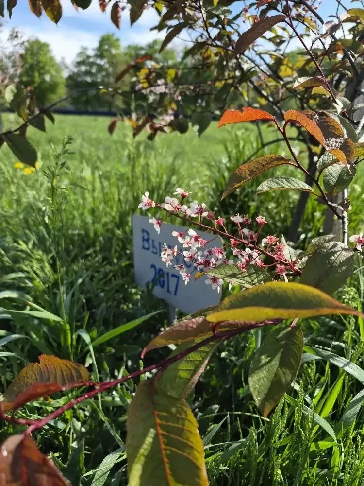 🌸 Жизнь 1:1: Прогулка сквозь годы по Аллее выпускников АрхСиТ ✨🏛️  Май в нашем институте — это время