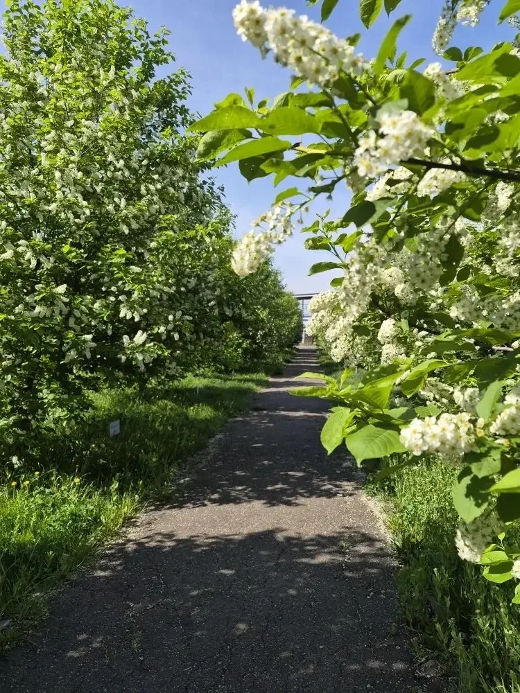 🌸 Жизнь 1:1: Прогулка сквозь годы по Аллее выпускников АрхСиТ ✨🏛️  Май в нашем институте — это время