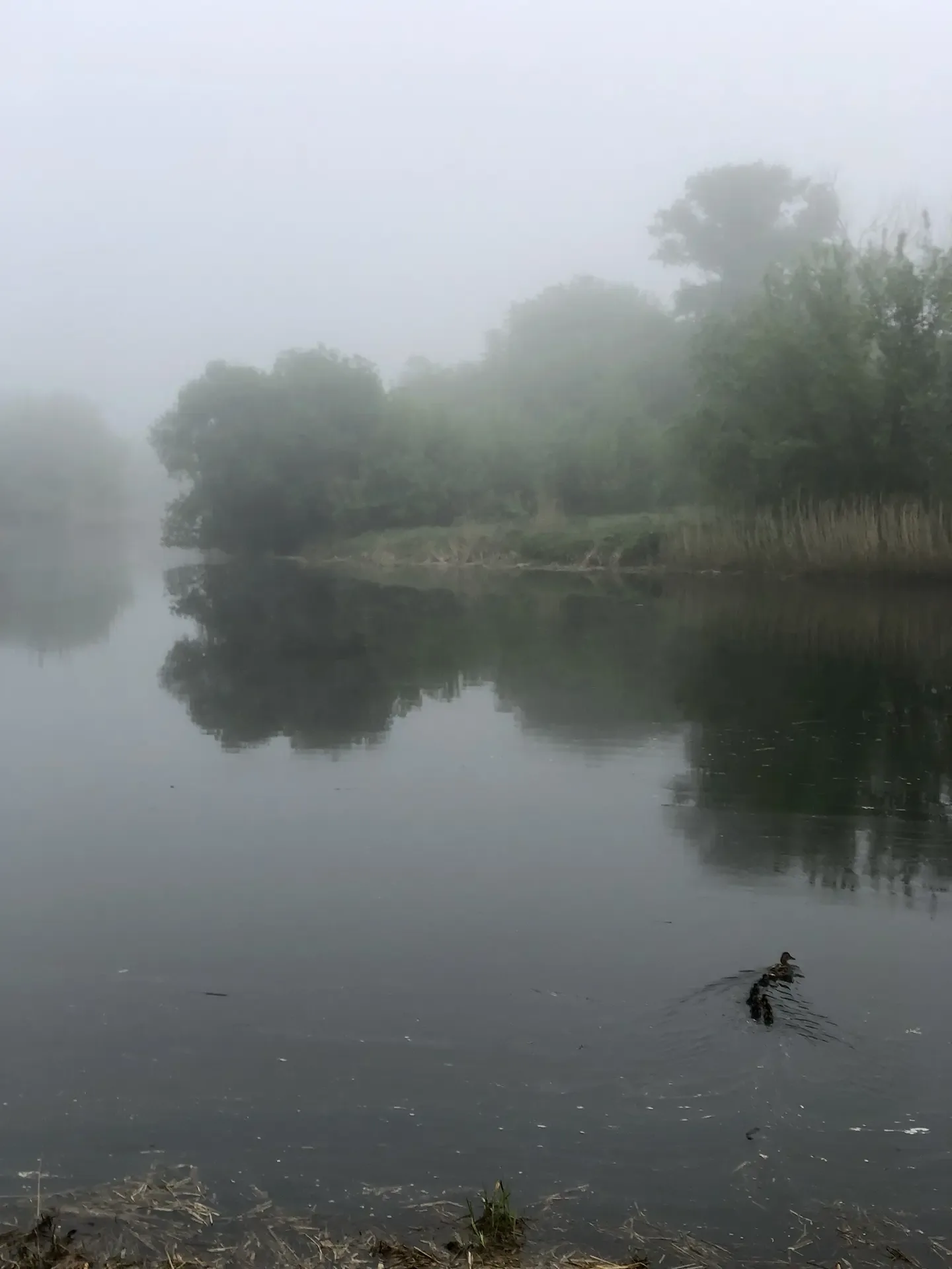 🌿 Жизнь 1:1: Между весной и летом 🦆☀️  Как быстро меняются декорации в нашем городе! Вчера мы ещё лю