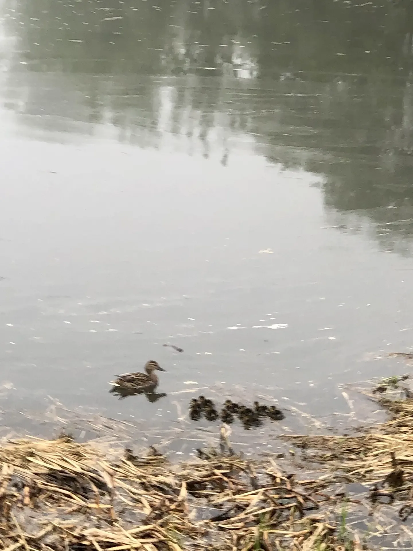 🌿 Жизнь 1:1: Между весной и летом 🦆☀️  Как быстро меняются декорации в нашем городе! Вчера мы ещё лю