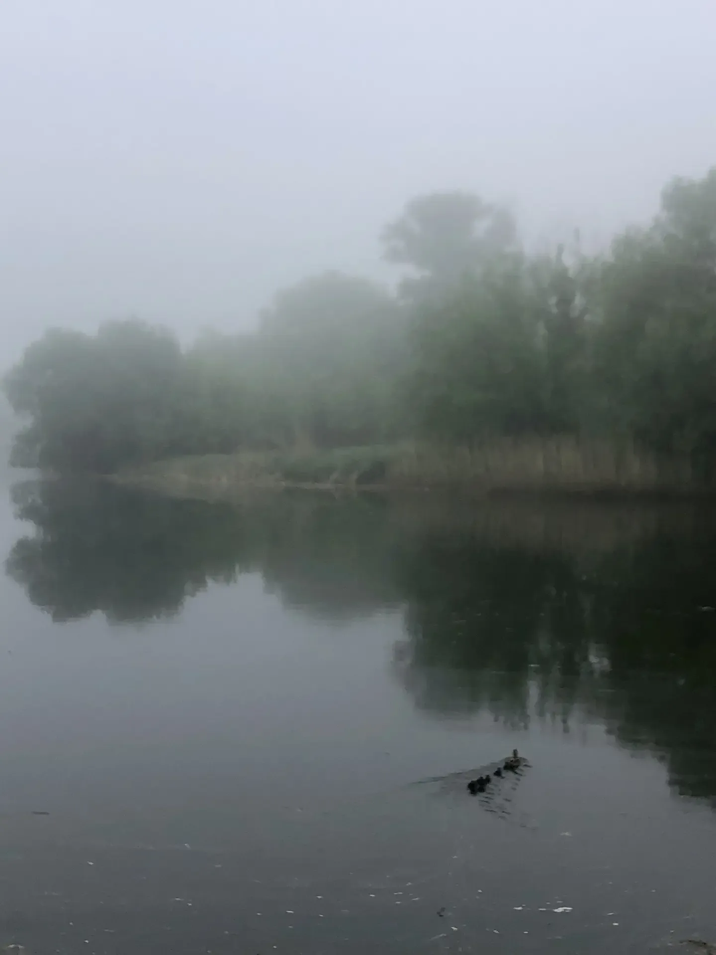 🌿 Жизнь 1:1: Между весной и летом 🦆☀️  Как быстро меняются декорации в нашем городе! Вчера мы ещё лю