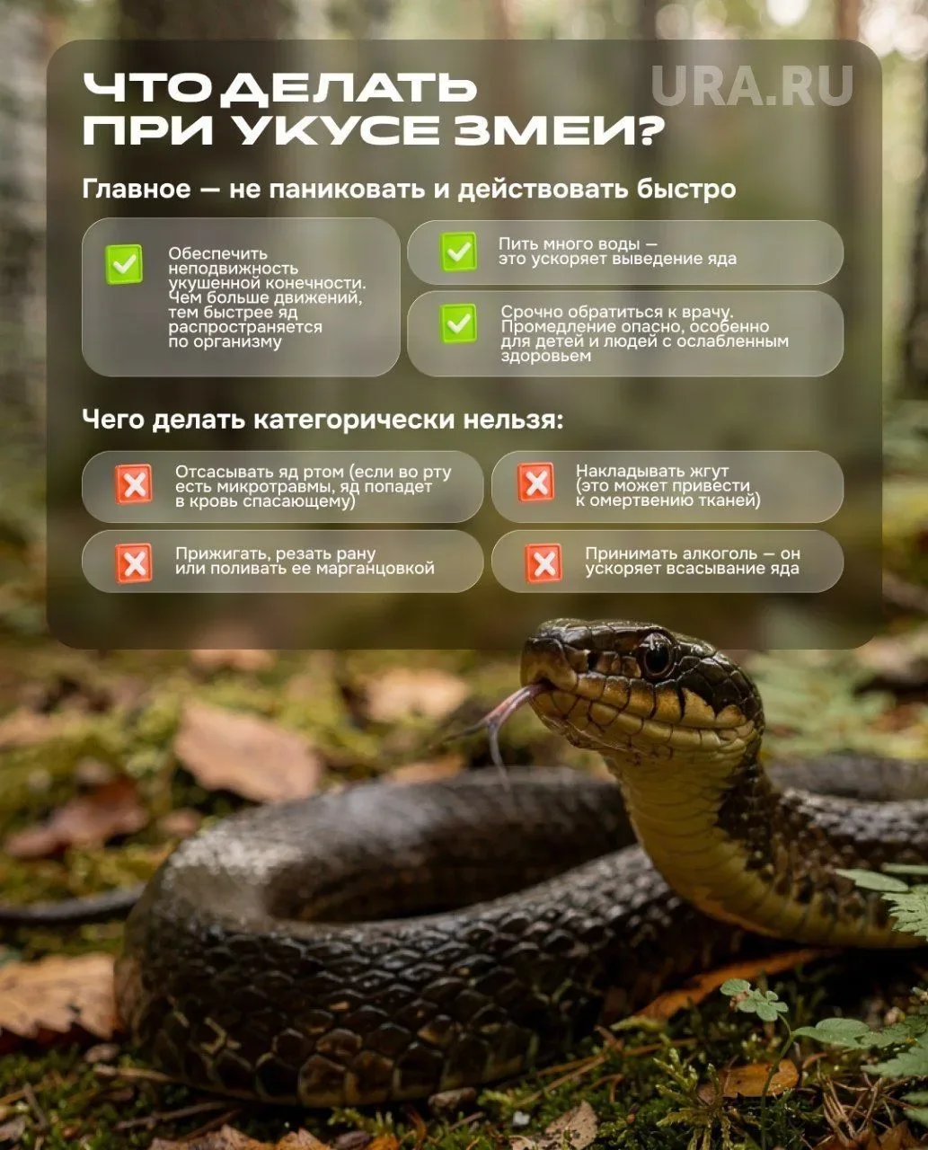 Змей уже начали встречать уральцы — рассказываем, как себя вести, если ее увидели.  Громко кричать б