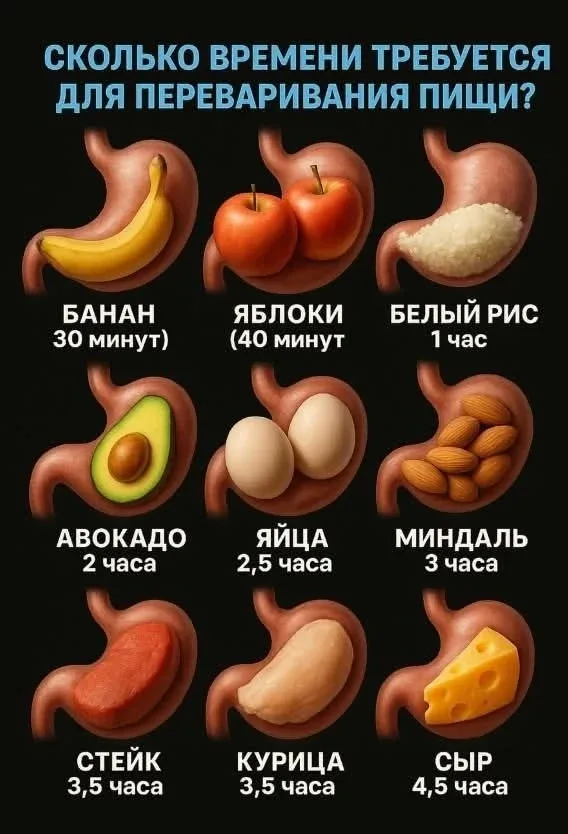 Переваривание продуктов по времени💗  🎀 КАЧАЛКА для ЛЕДИ 🎀
